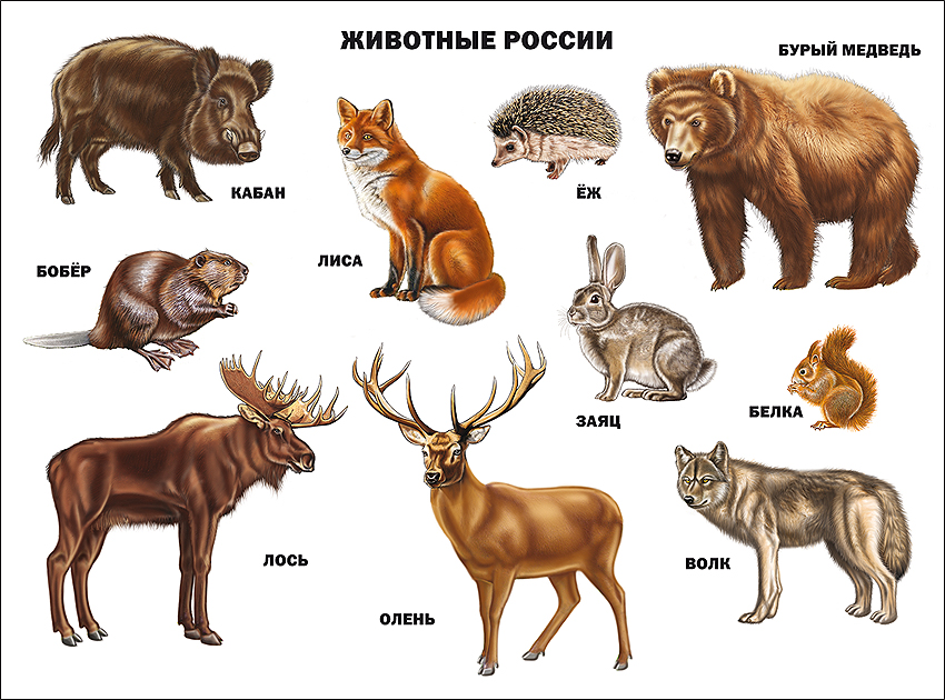 Плакат 07780-9 Животные России Проф-Пресс