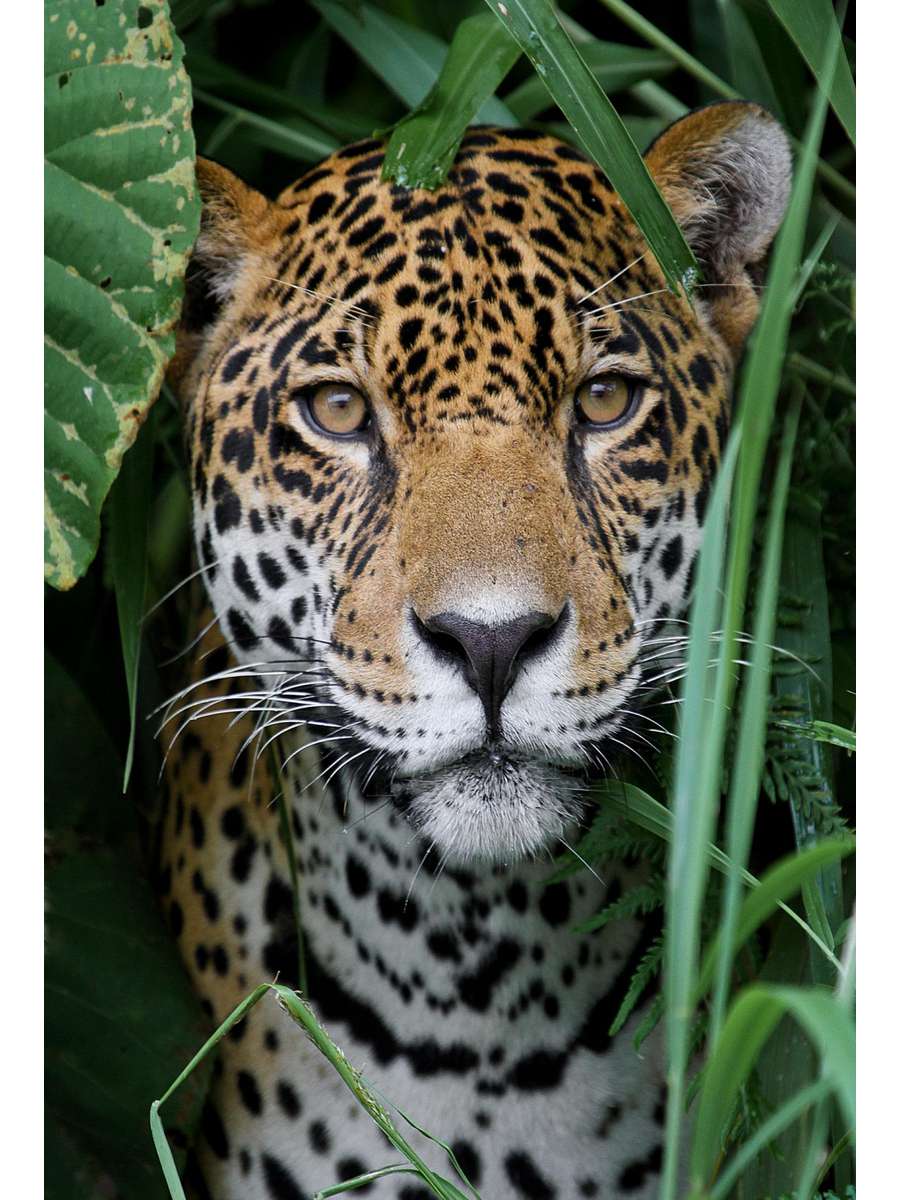 Холст по номерам ХК-0906 Леопард в траве 30х40см 20цв Рыжий кот - Заинск 