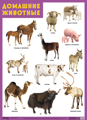 Развивающие плакаты МС11634 Домашние животные - Пенза 