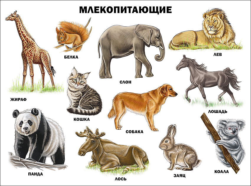 Плакат 17368-6 Млекопитающие Проф-пресс - Самара 