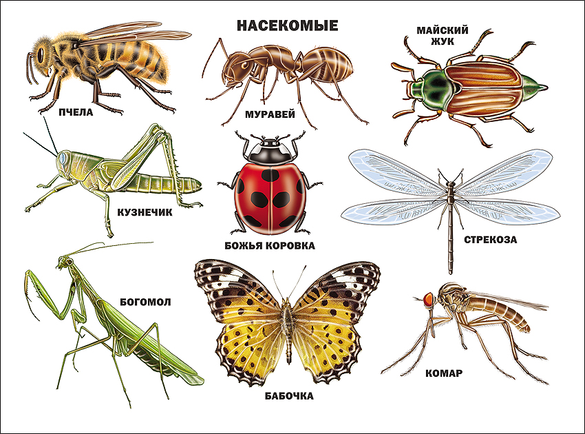 Плакат 03179-5 Насекомые Проф-пресс - Саратов 
