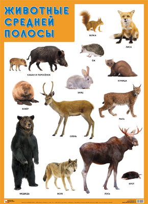 Развивающие плакаты МС11940 Животные средней полосы - Уральск 