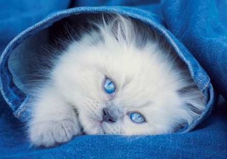 Алмазная мозаика Голубоглазый котенок 30*40см WFC029 Рыжий кот - Челябинск 