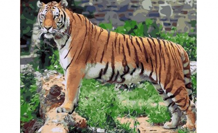 Холст Х-8401 с красками 40*50см по номерам Грациозный тигр Рыжий кот - Уральск 