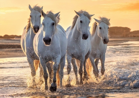 Алмазная мозаика Белые лошади в воде 30*40см WFC024 Рыжий кот - Нижний Новгород 