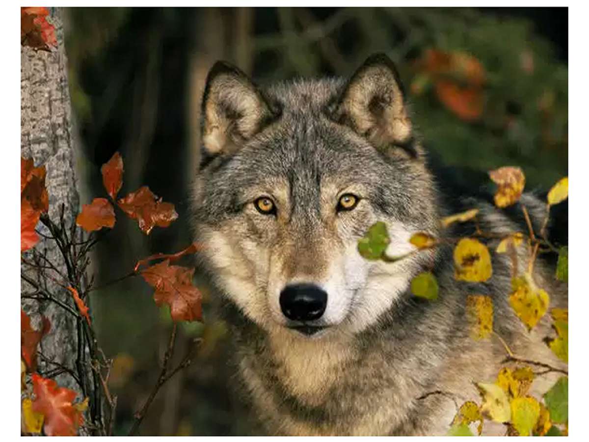 Алмазная мозаика АС4032 Волк в осеннем лесу 40х50см 27 цветов - Орск 