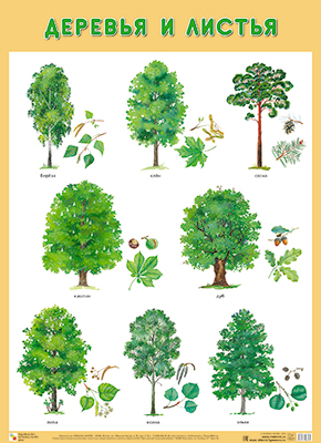Развивающие плакаты МС11676 Деревья и листья - Елабуга 