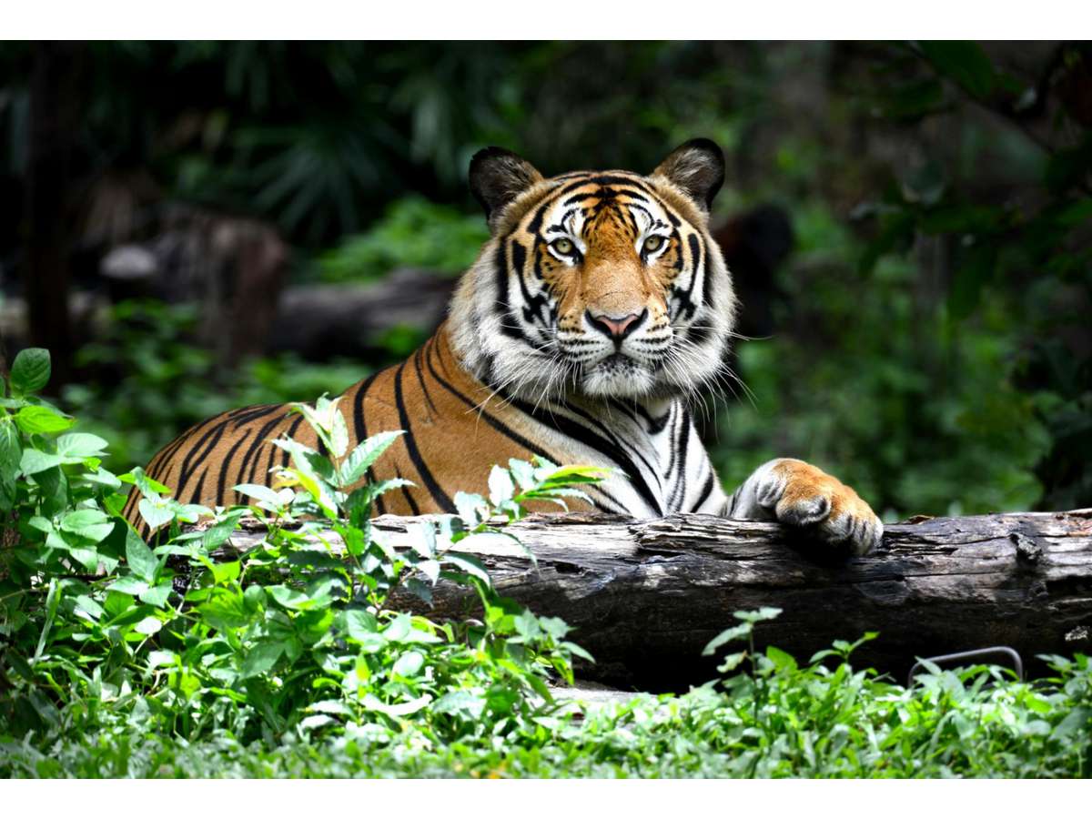 Холст по номерам ХК-0915 Могучий тигр 30х40см Рыжий кот - Самара 
