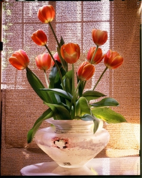 Алмазная мозаика Тюльпаны у окна 30*40см WFC069 Рыжий кот