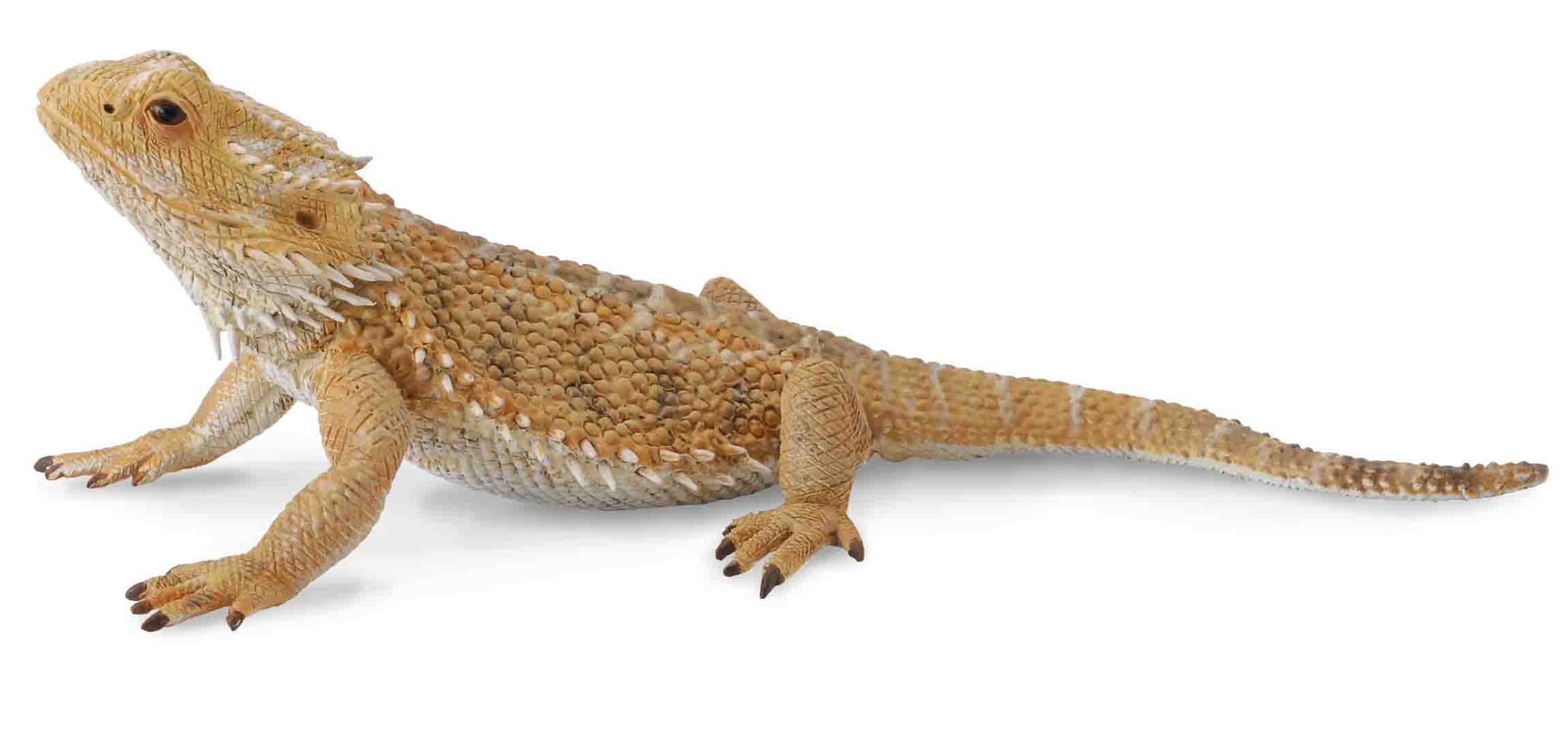 Beardead Dragon Lizard 88567b - Орск 
