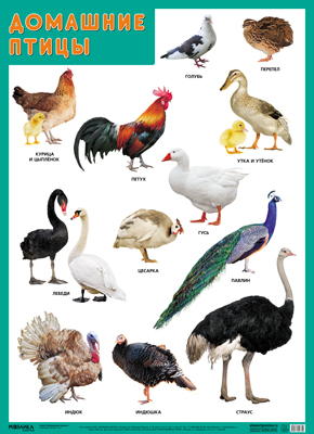 Развивающие плакаты МС11632 Домашние птицы - Магнитогорск 