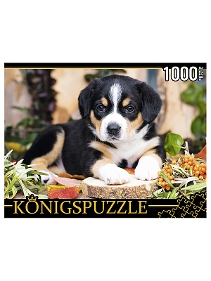 Пазл 1000 элементов Щенок Швейцарского Зенненхунда ШТК1000-0645 Konigspuzzle Рыжий кот - Елабуга 